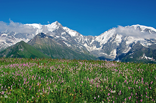 Vins de Savoie