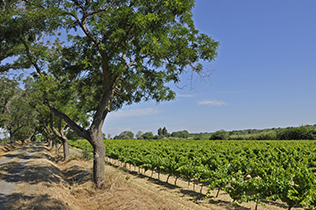 Buy Languedoc Wines